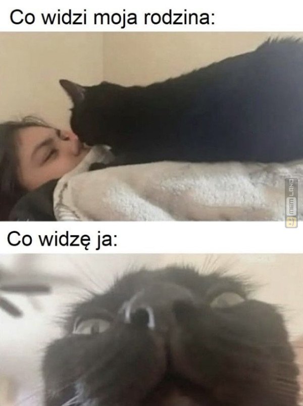 Śmieszny mem: 6779075 - MemLand