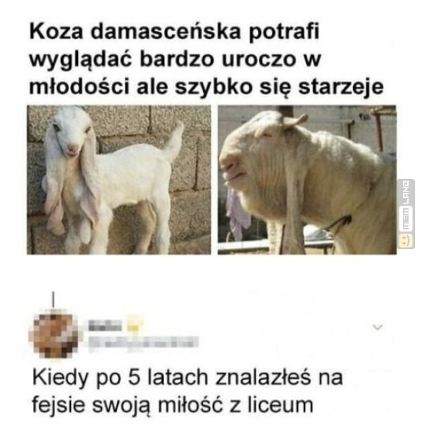 Śmieszny mem: 6793177 - MemLand