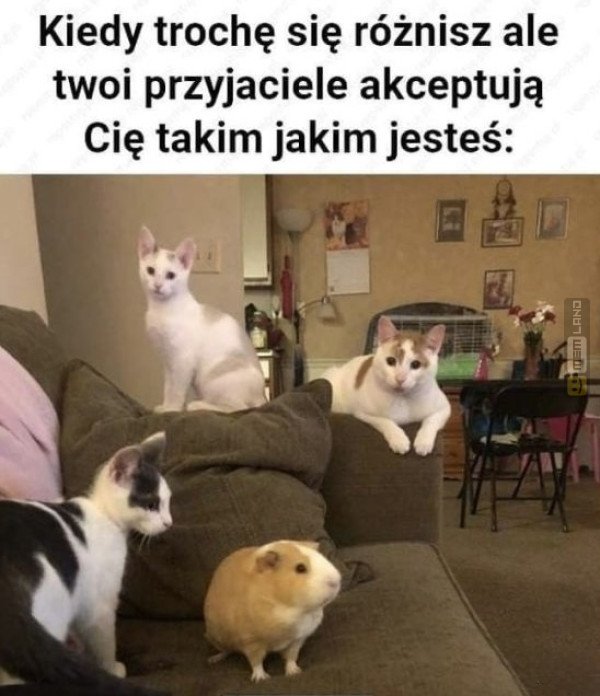 Śmieszny mem: 6802839 - MemLand