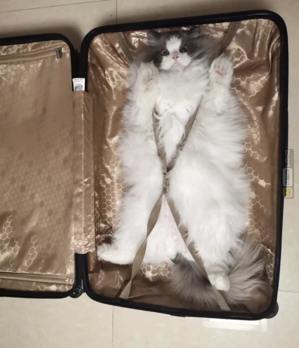 Śmieszny mem: 6899661 - MemLand