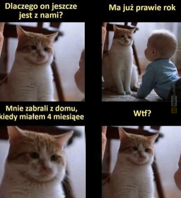 Śmieszny mem: 6942020 - MemLand