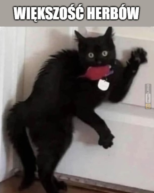 Śmieszny mem: 7024872 - MemLand