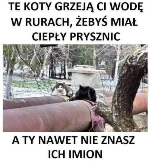 Śmieszny mem: 7026253 - MemLand