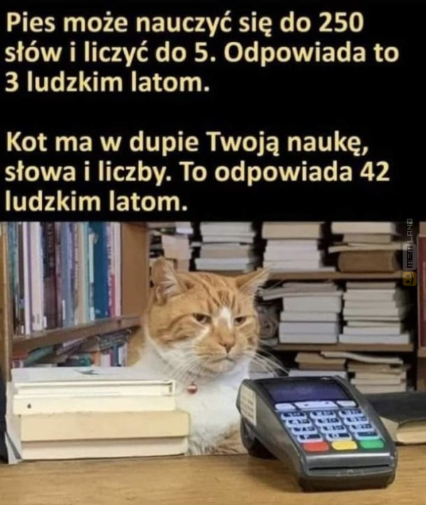 Śmieszny mem: 7037529 - MemLand