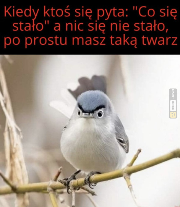 Śmieszny mem: 7167180 - MemLand