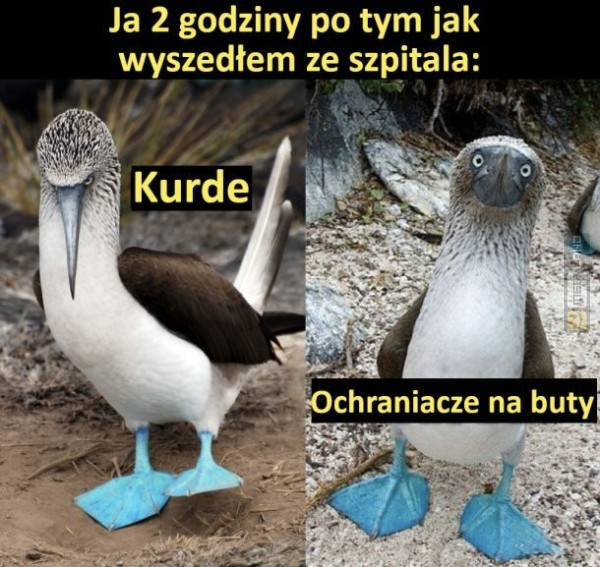 Śmieszny mem: 7194040 - MemLand