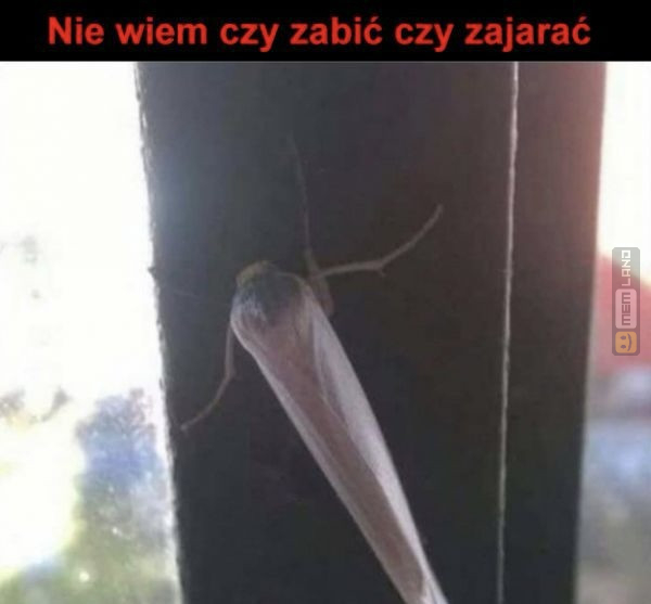 Śmieszny mem: 7233767 - MemLand