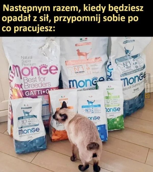 Śmieszny mem: 7239285 - MemLand