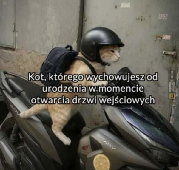 Śmieszny mem: 7250804 - MemLand