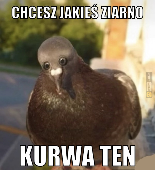 Śmieszny mem: 7267039 - MemLand