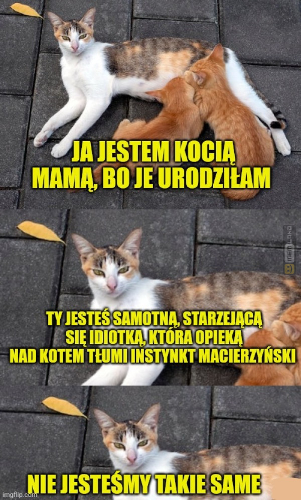 Śmieszny mem: 7306598 - MemLand