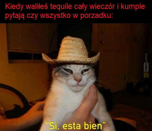 Śmieszny mem: 7322682 - MemLand