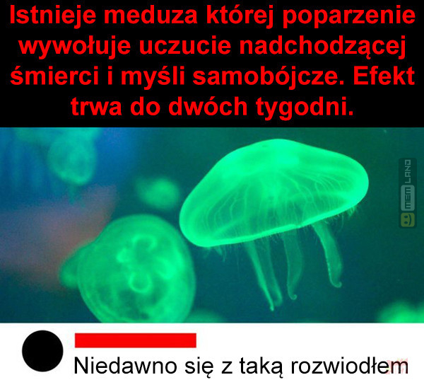 Śmieszny mem: 7387763 - MemLand