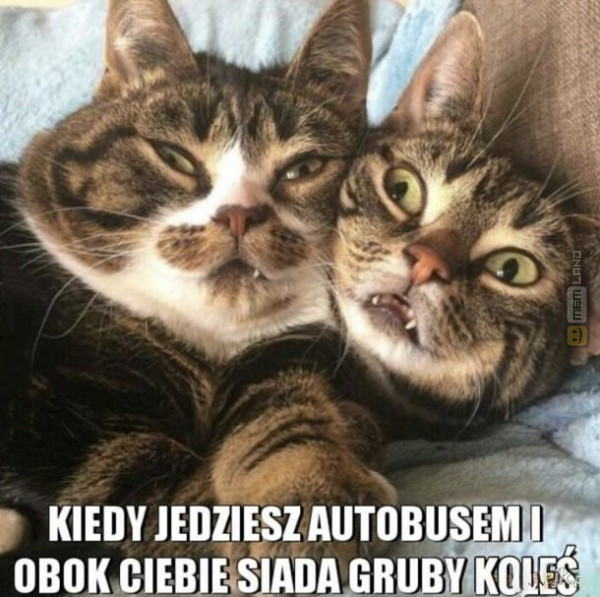 Śmieszny mem: 7427451 - MemLand