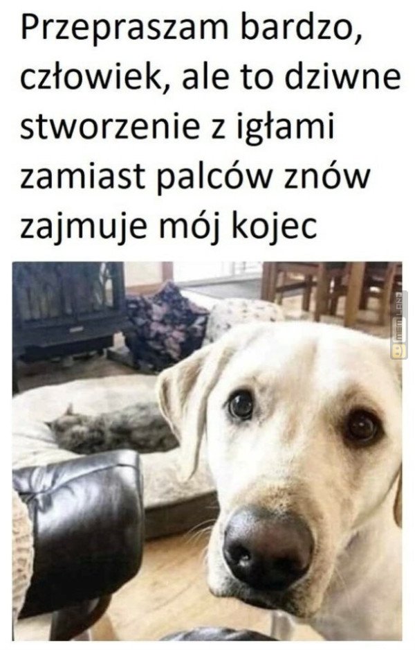 Śmieszny mem: 7430693 - MemLand