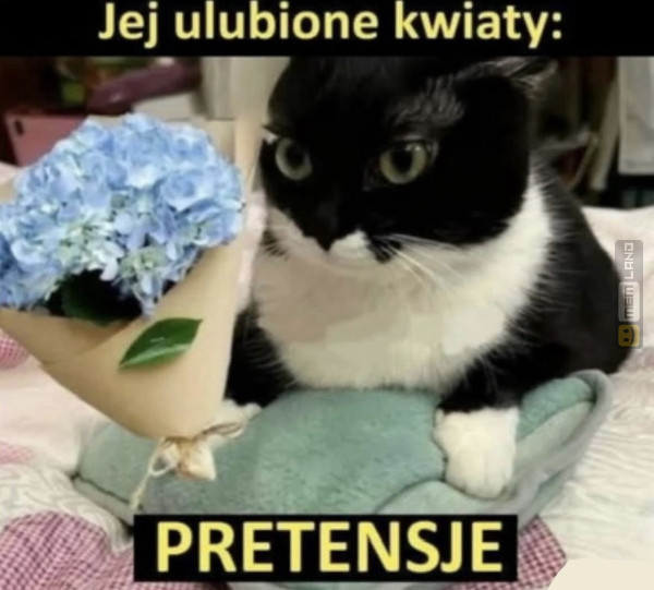 Śmieszny mem: 7487377 - MemLand