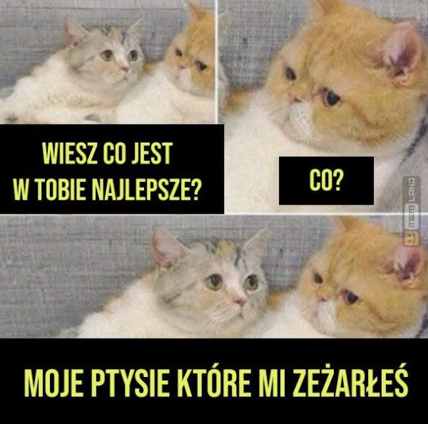 Śmieszny mem: 7488927 - MemLand