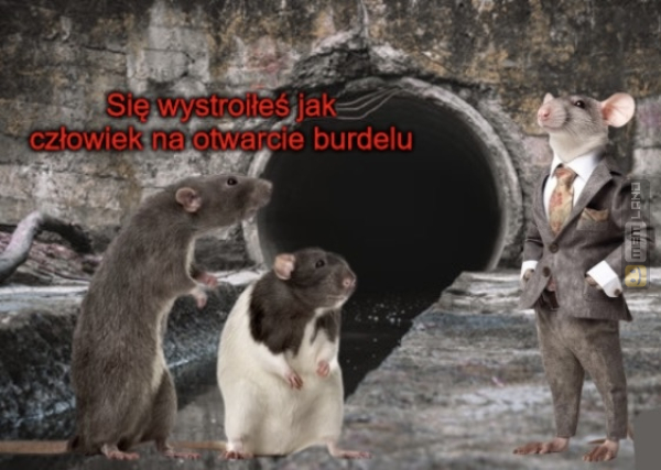 Śmieszny mem: 7552061 - MemLand