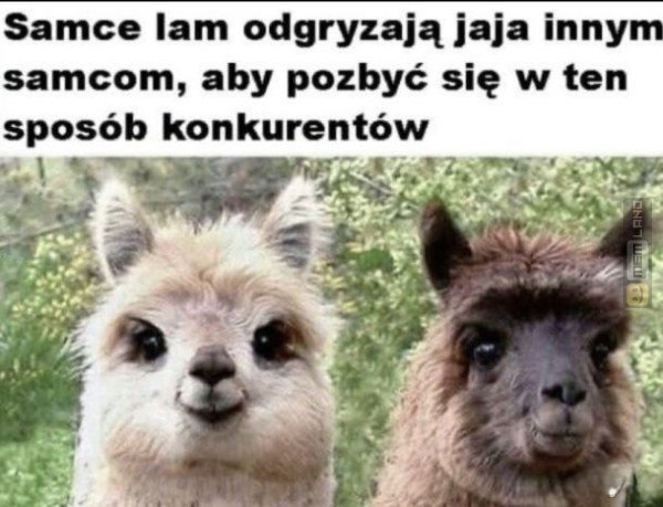 Śmieszny mem: 7631514 - MemLand