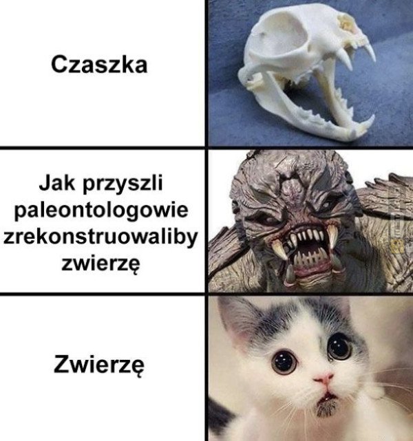 Śmieszny mem: 7641083 - MemLand