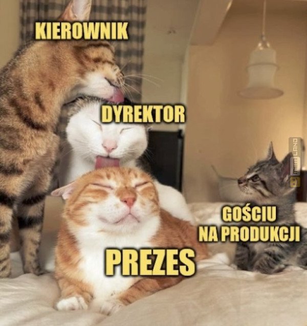 Śmieszny mem: 7675647 - MemLand