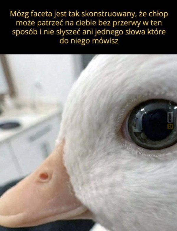 Śmieszny mem: 7689278 - MemLand