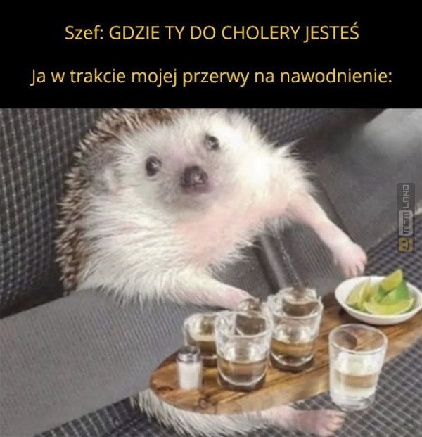 Śmieszny mem: 7760612 - MemLand