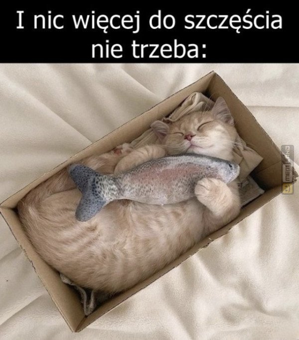 Śmieszny mem: 7785561 - MemLand