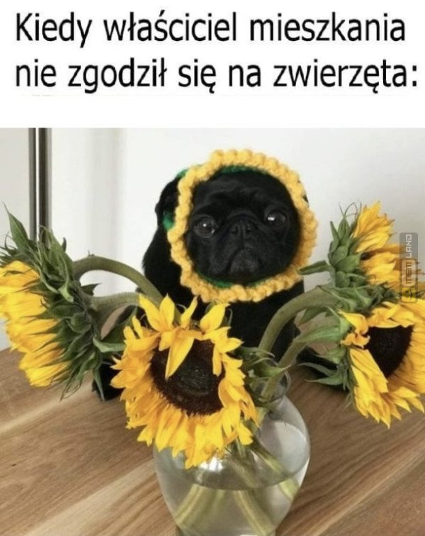 Śmieszny mem: 7818103 - MemLand