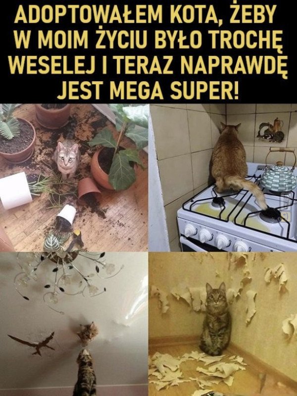 Śmieszny mem: 7854824 - MemLand