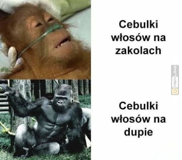 Śmieszny mem: 7935620 - MemLand