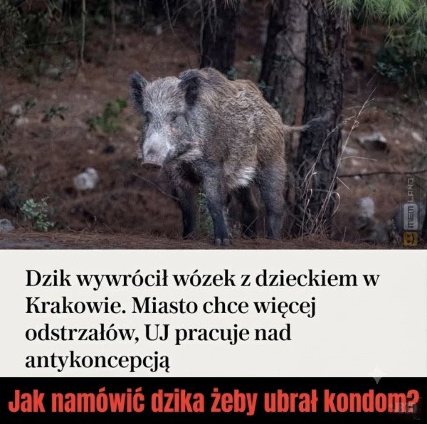 Śmieszny mem: 7952701 - MemLand