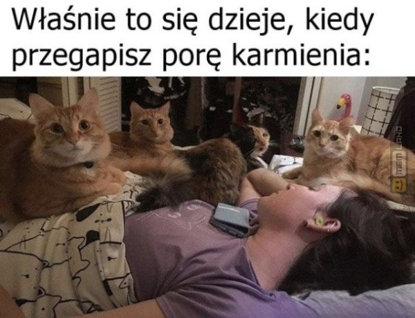 Śmieszny mem: 7994459 - MemLand