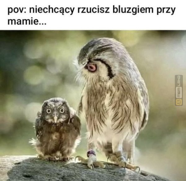 Śmieszny mem: 8058146 - MemLand