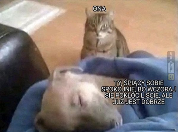 Śmieszny mem: 8067414 - MemLand