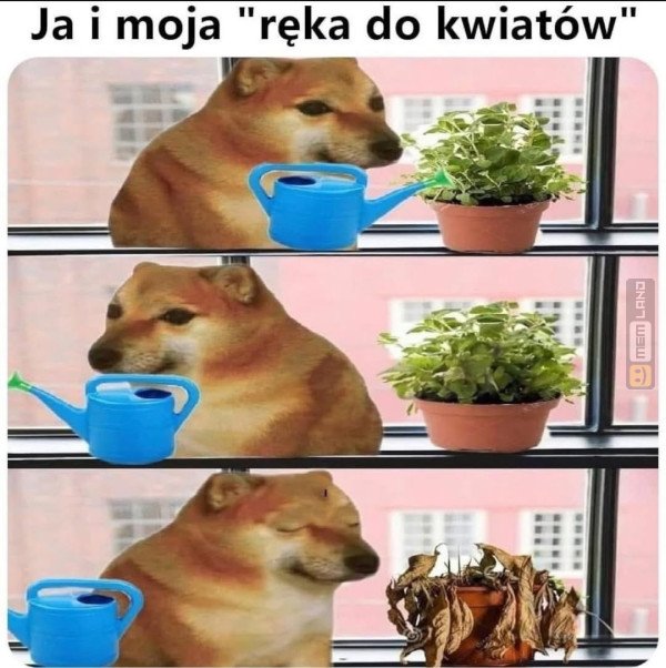 Śmieszny mem: 8070422 - MemLand