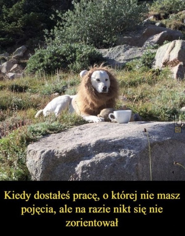Śmieszny mem: 8073320 - MemLand