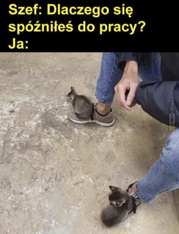 Śmieszny mem: 8087817 - MemLand