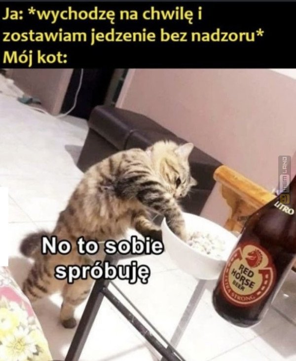 Śmieszny mem: 8197588 - MemLand