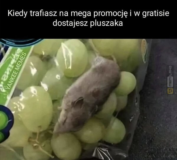 Śmieszny mem: 8208338 - MemLand