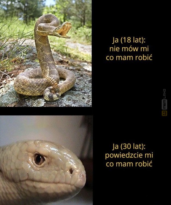 Śmieszny mem: 8237913 - MemLand