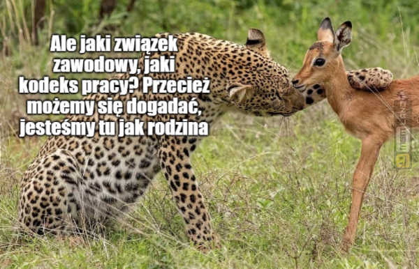 Śmieszny mem: 8239501 - MemLand