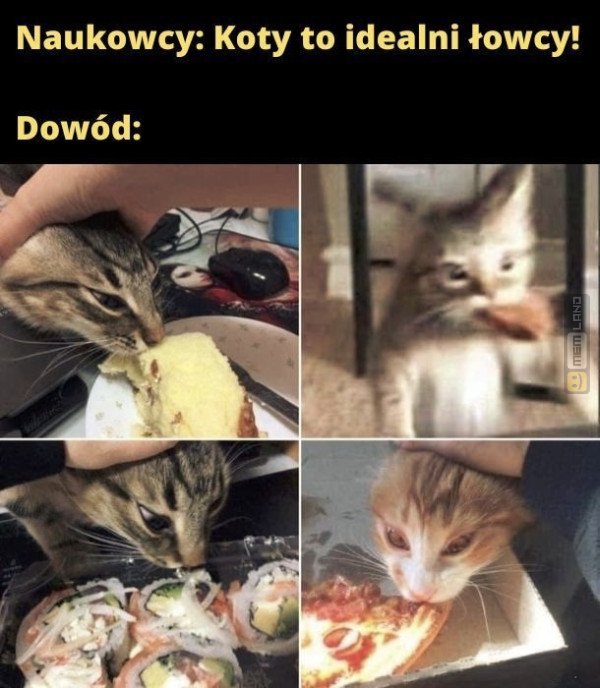 Śmieszny mem: 8266623 - MemLand