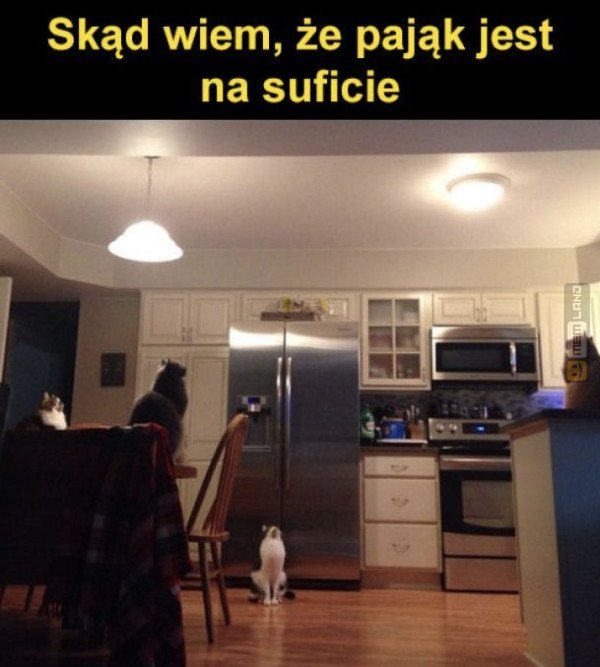 Śmieszny mem: 8271473 - MemLand