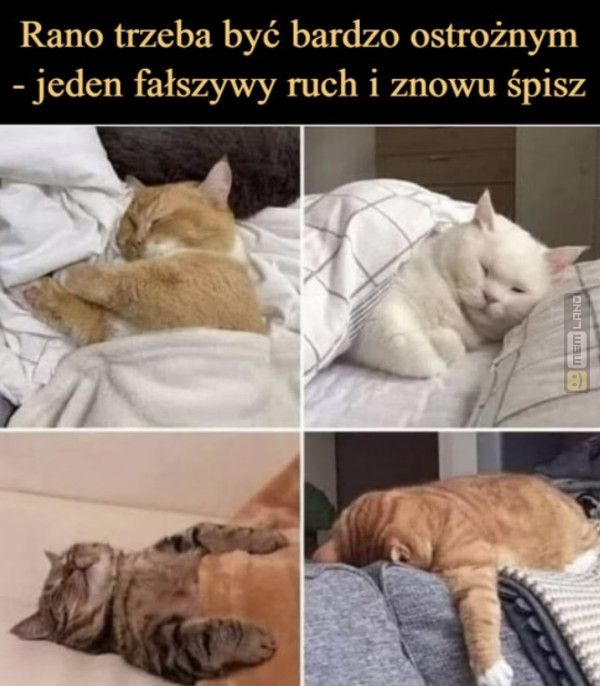 Śmieszny mem: 8378015 - MemLand