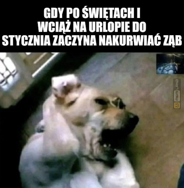 Śmieszny mem: 8401683 - MemLand