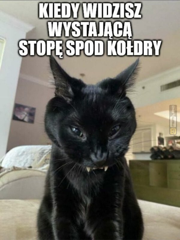 Śmieszny mem: 8401751 - MemLand