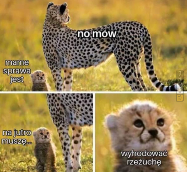 Śmieszny mem: 8437780 - MemLand