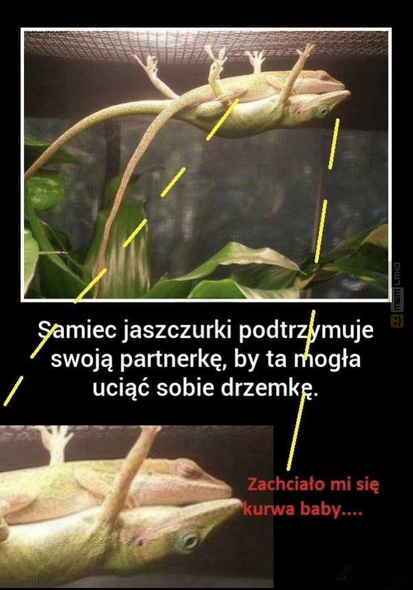 Śmieszny mem: 8444762 - MemLand