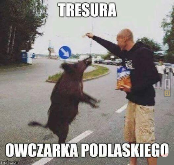 Śmieszny mem: 8454863 - MemLand